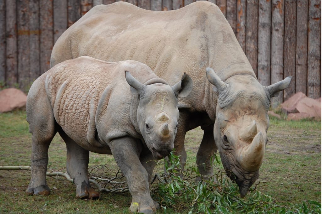 Sitzmaulnashorn Jungtier Zoo Magdeburg