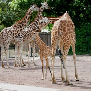 Giraffenherde