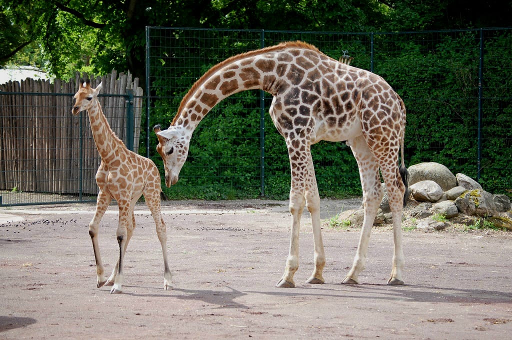 Giraffe Shani