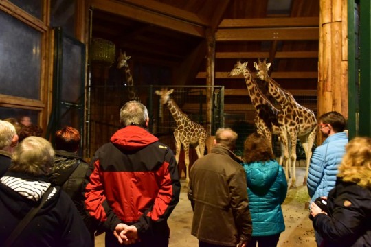 Afrika Abend im Zoo