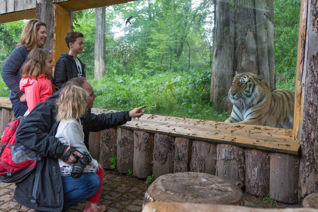 Besuch beim Tiger