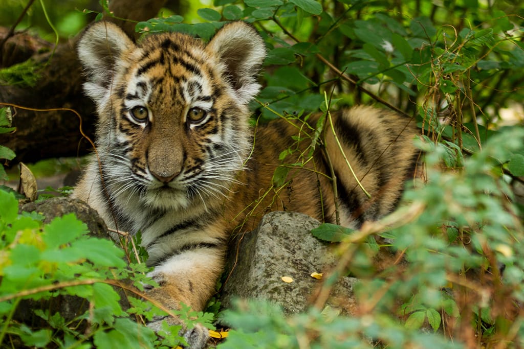 Tierpatenschaften abschliessen