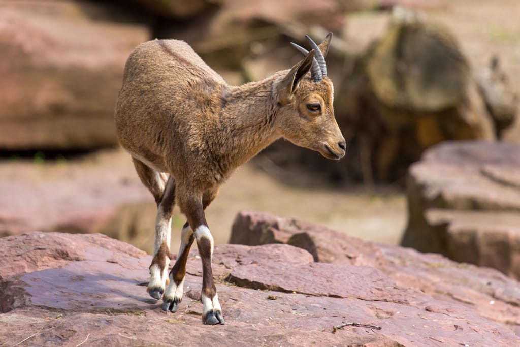 Steinbock Zoo Magdeburg