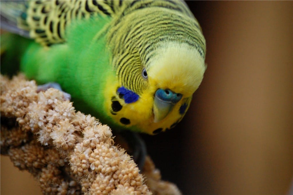 Wellensittich Zoo Magdeburg