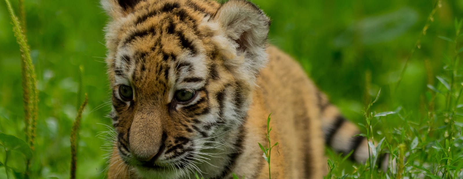 Tiger Nachwuchs im Magdeburger Zoo