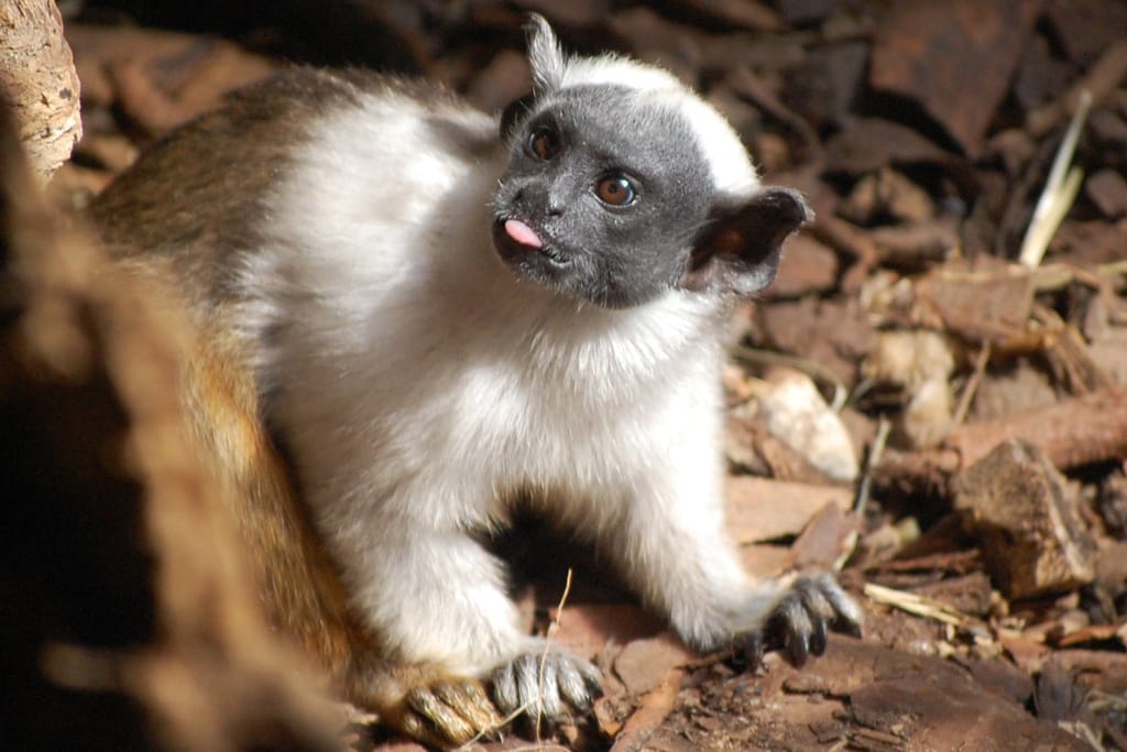 Zweifarbtamarin