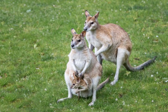 Flinkes Känguru