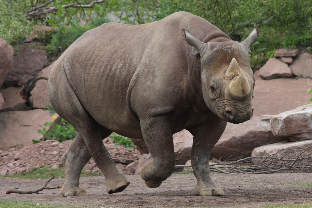 Spitzmaulnashorn Maleika_Zoo Magdeburg