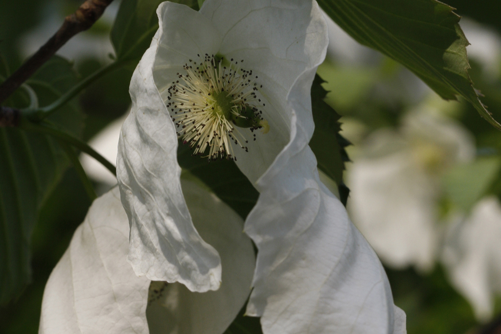 Blüte des Taschentuchbaumes / Zoo Magdeburg