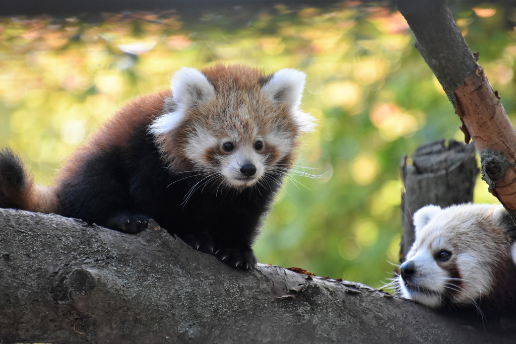 Der Zoo Magdeburg ist Partner des Red Panda Network in Nepal