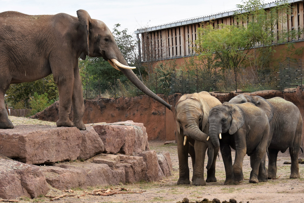 AFRICAMBO-Wochenende: Elefanten-Jungbullen / Ina Sporleder