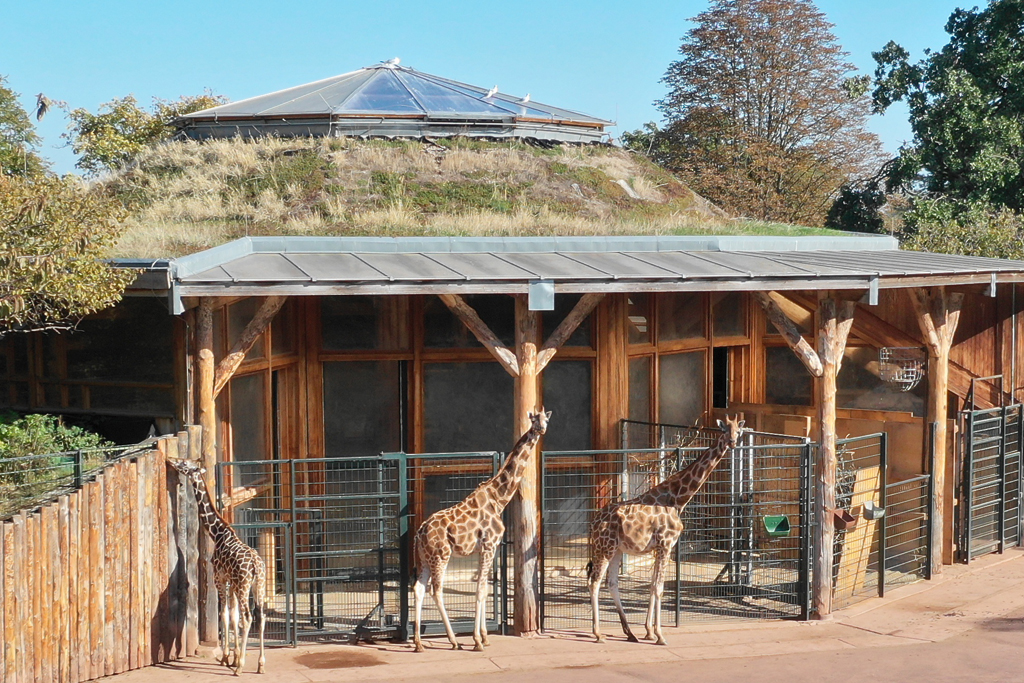 Rothschild-Giraffen / Zoo Magdeburg