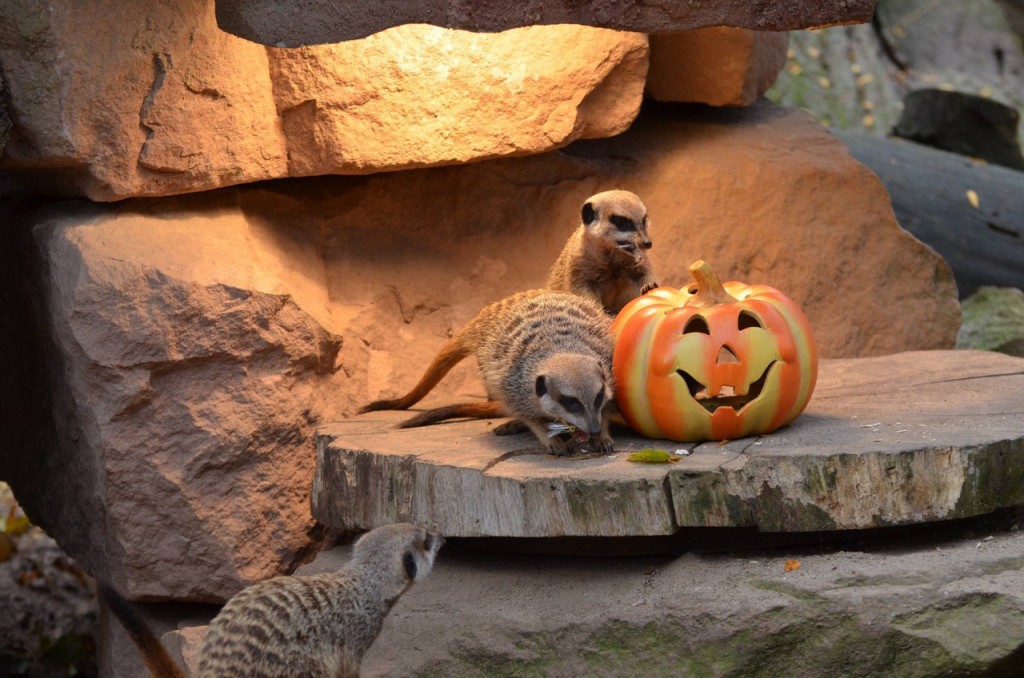 Halloween bei den Erdmännchen-Zoo Magdeburg