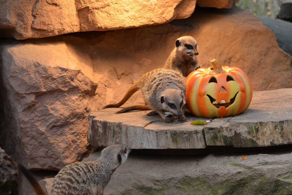 Tierische Halloween / Zoo Magdeburg
