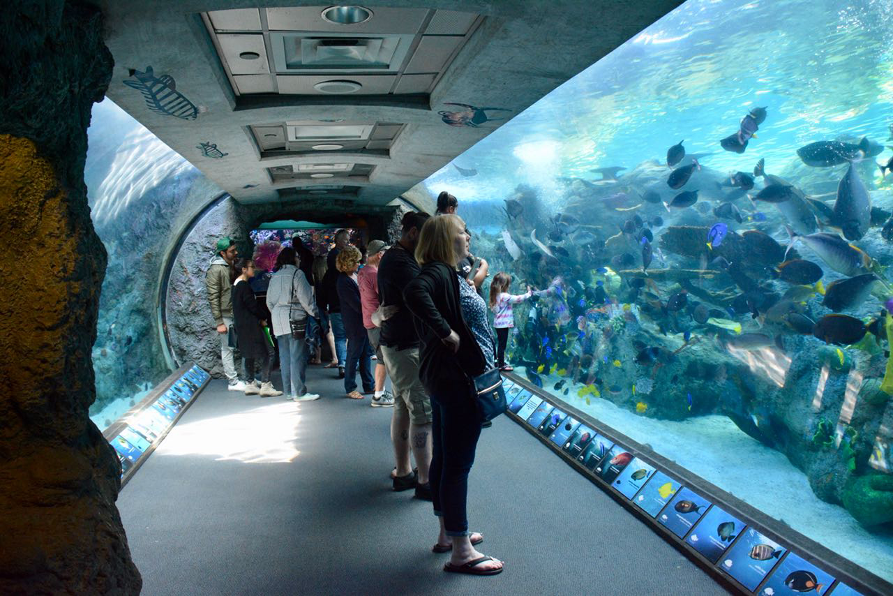 26+ Best Bild Aquarium Garten - Aquarium Tank Schaufel Edelstahl