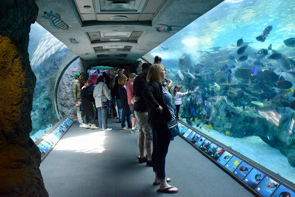 Ein Grossaquarium Fur Magdeburg Zoologischer Garten Magdeburg