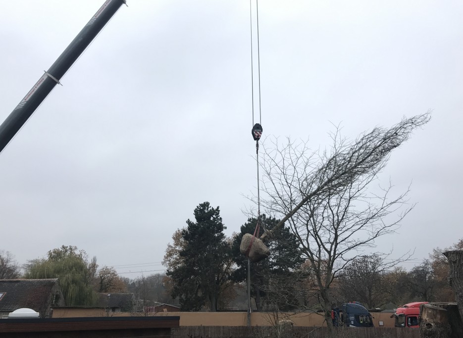 Lederhülsenbaum am Kran_Zoo Magdeburg