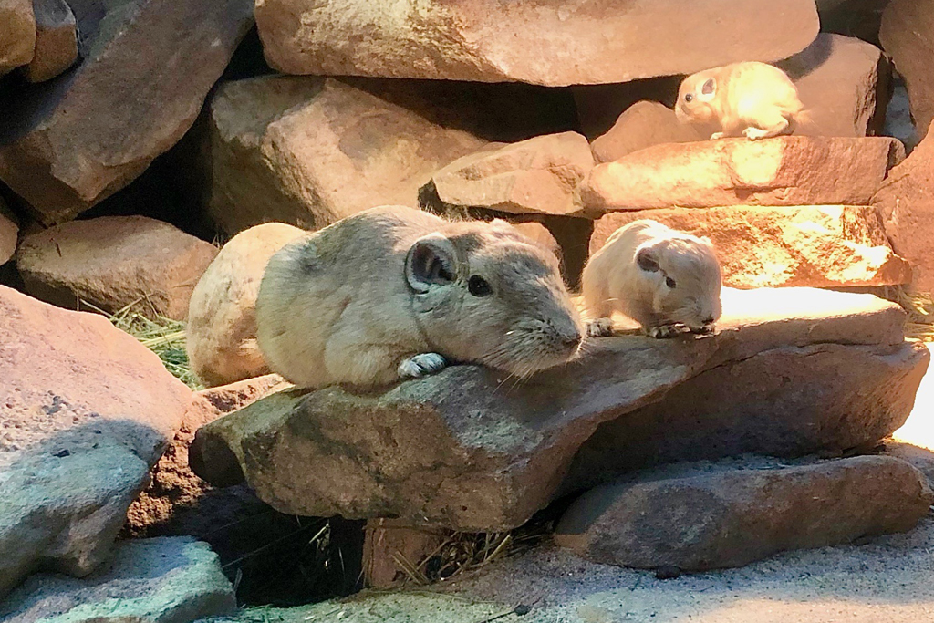 Erstzuchterfolg bei den Gundis / Zoo Magdeburg