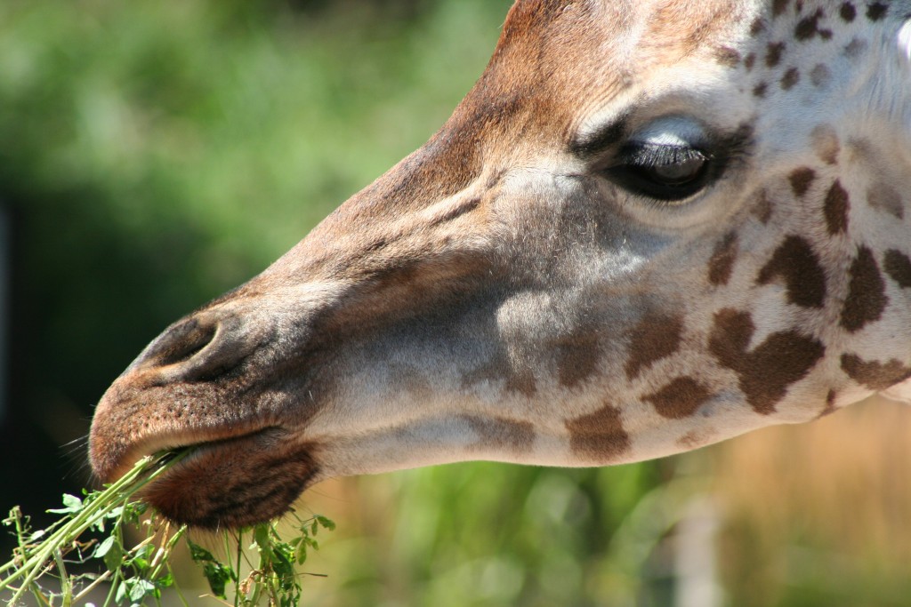 Rothschild-Giraffe