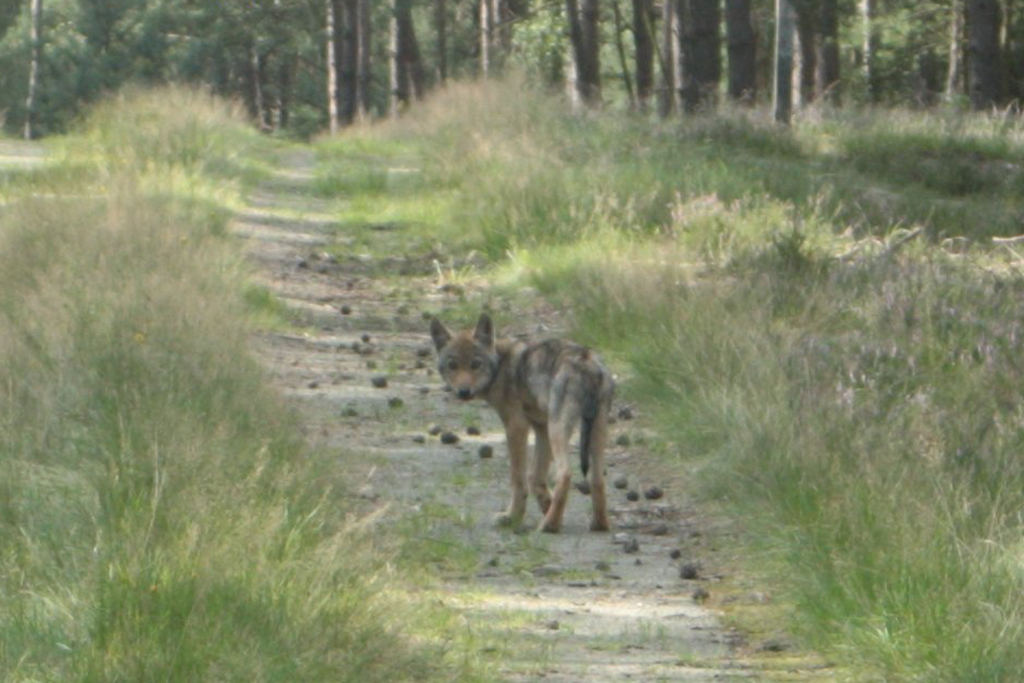 Wolf-Welpennachweis 2017_Antje Weber_WZI