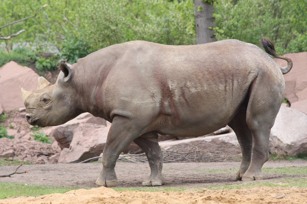Spitzmaulnashornkuh Maleika_Zoo Magdeburg