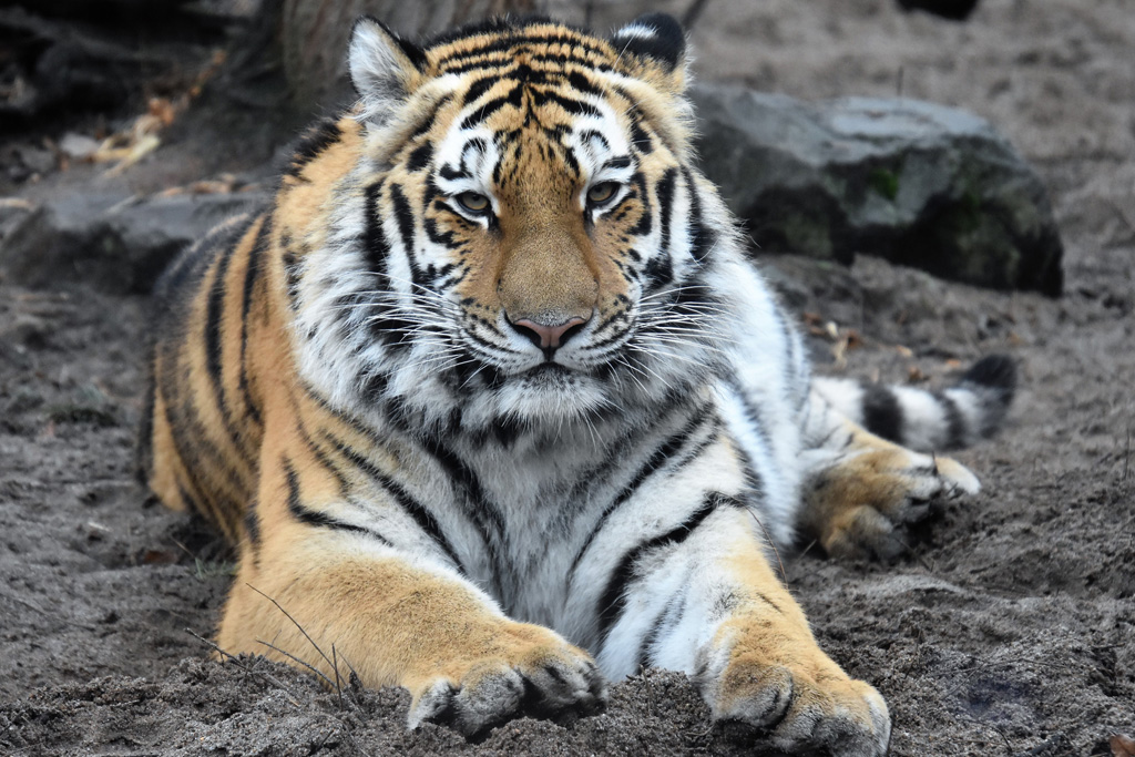 Sibirische Tigerin Stormi / Ina Sporleder