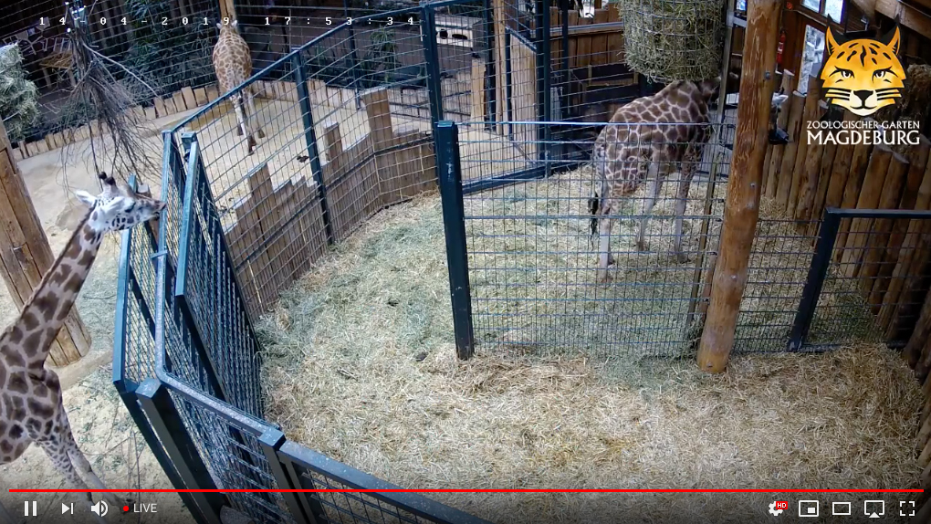 Giraffe_Cam3