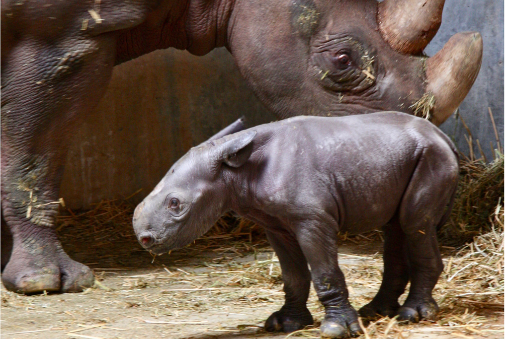 Spitzmaulnashorn-Jungtier Zoo Magdeburg