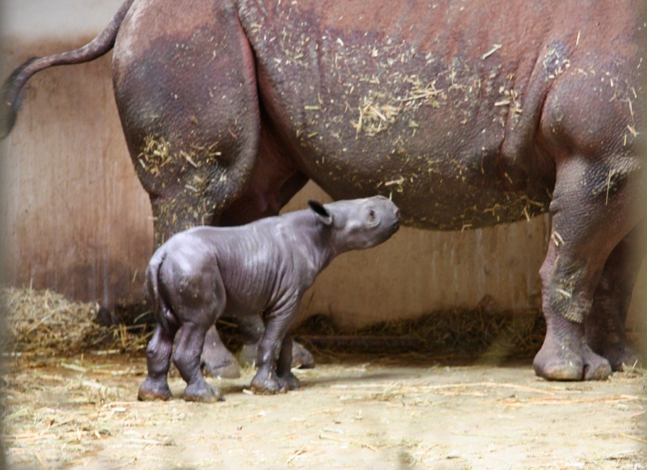 Spitzmaulnashorn-Nachwuchs / Zoo Magdeburg