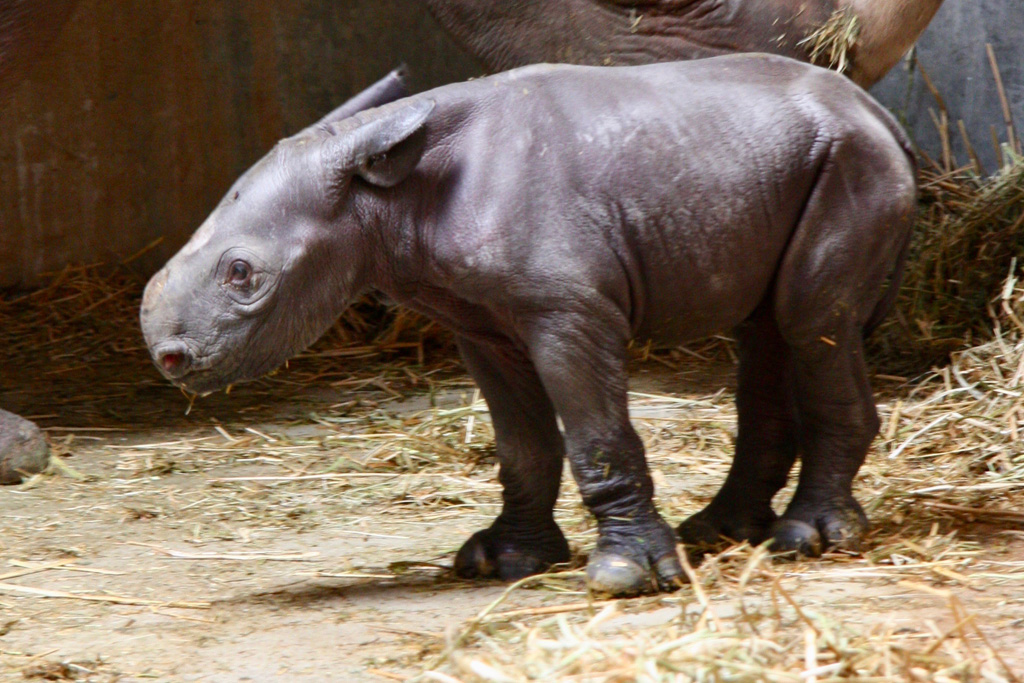 Nachwuchs Spitzmaulnashorn / Zoo Magdeburg