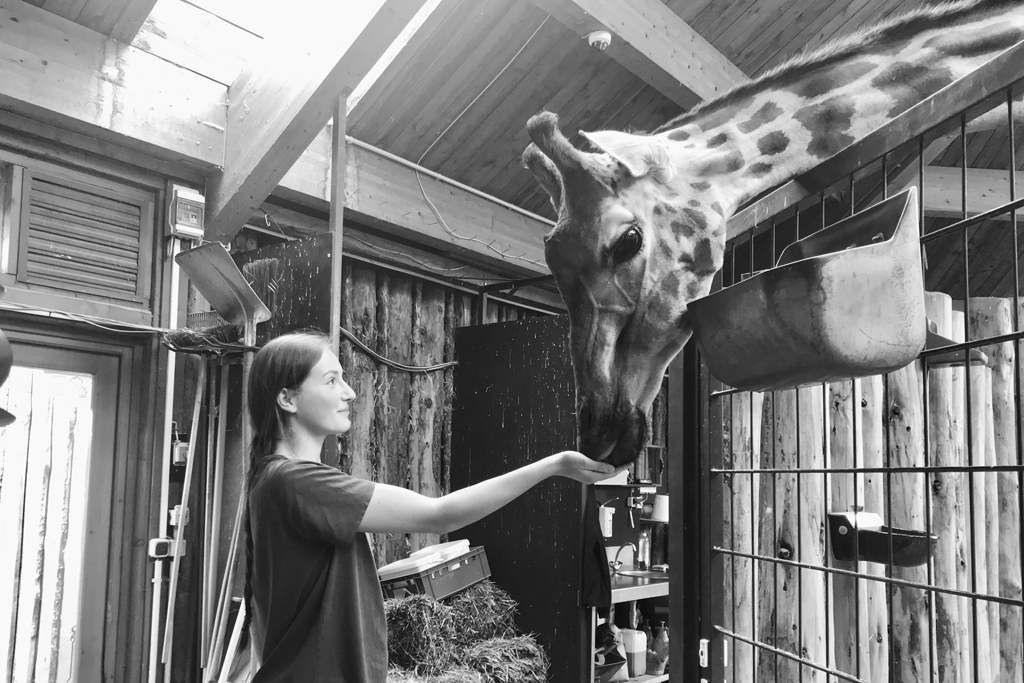 Giraffe Femke mit Anna-Lena Bachner_Zoo Magdeburg