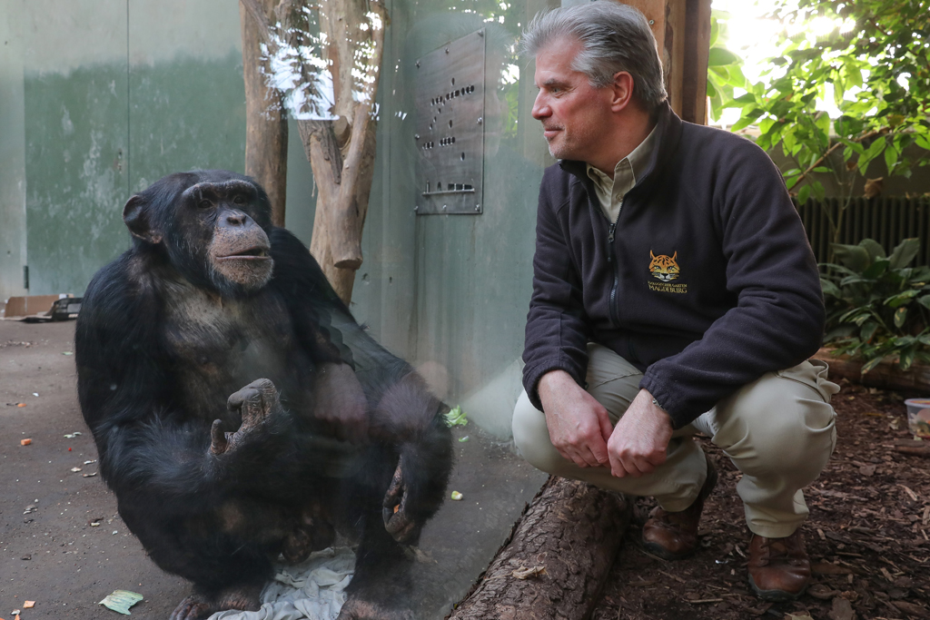 Schimpansen im Zoo, Dr. Kai Perret und Kofi