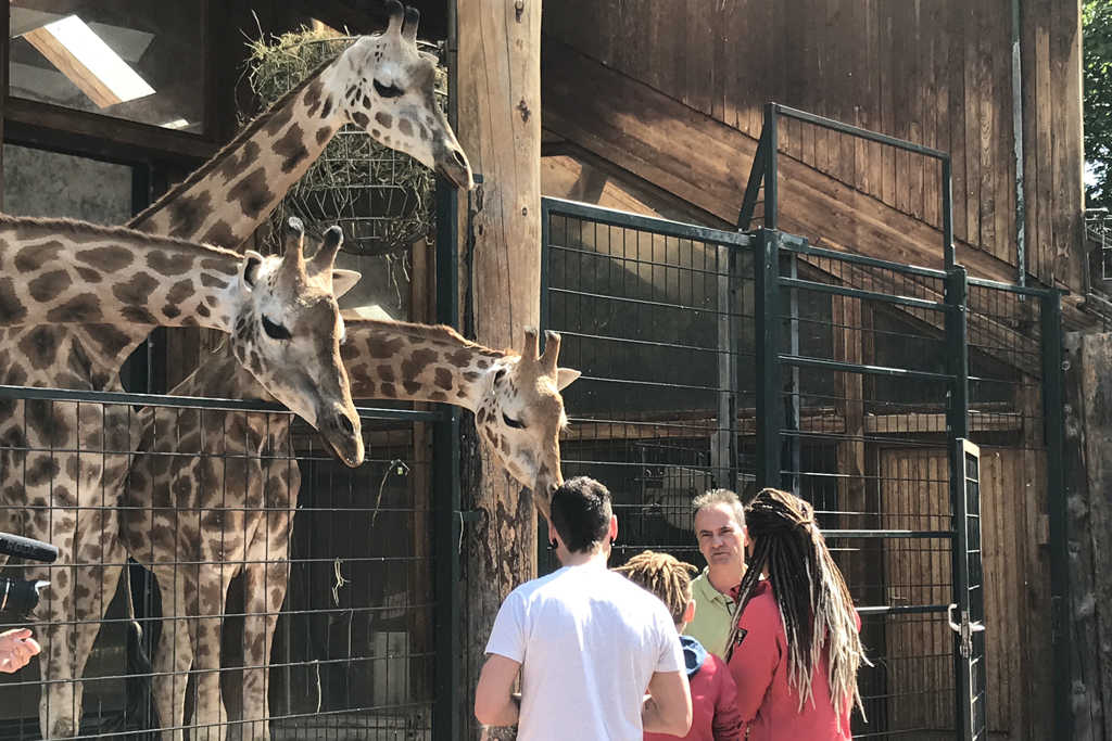 Tierpfleger Thomas Rolle im Gespräch mit Besucher bei den Giraffen / Zoo Magdeburg