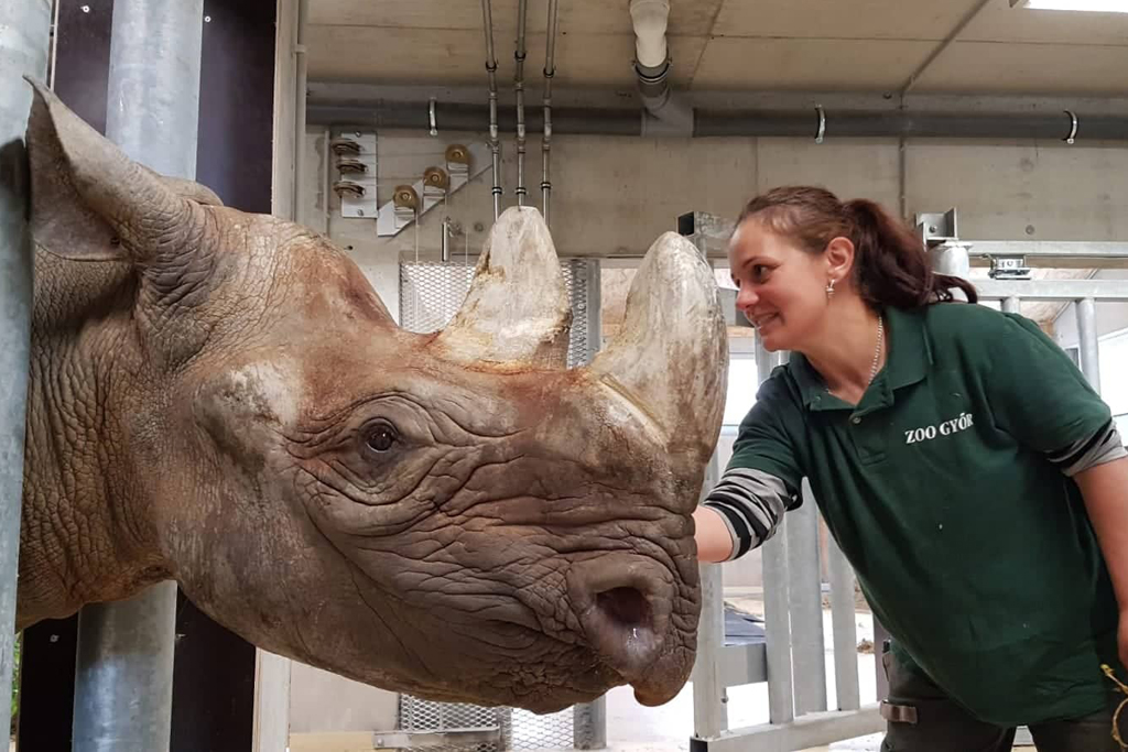 Spitzmaulnashorn Mana im Zoo Györ / Zoo Györ