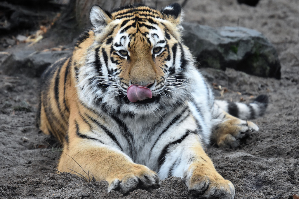 Sibirische Tigerin Stormi hat 2. Geburtstag / Ina Sporleder