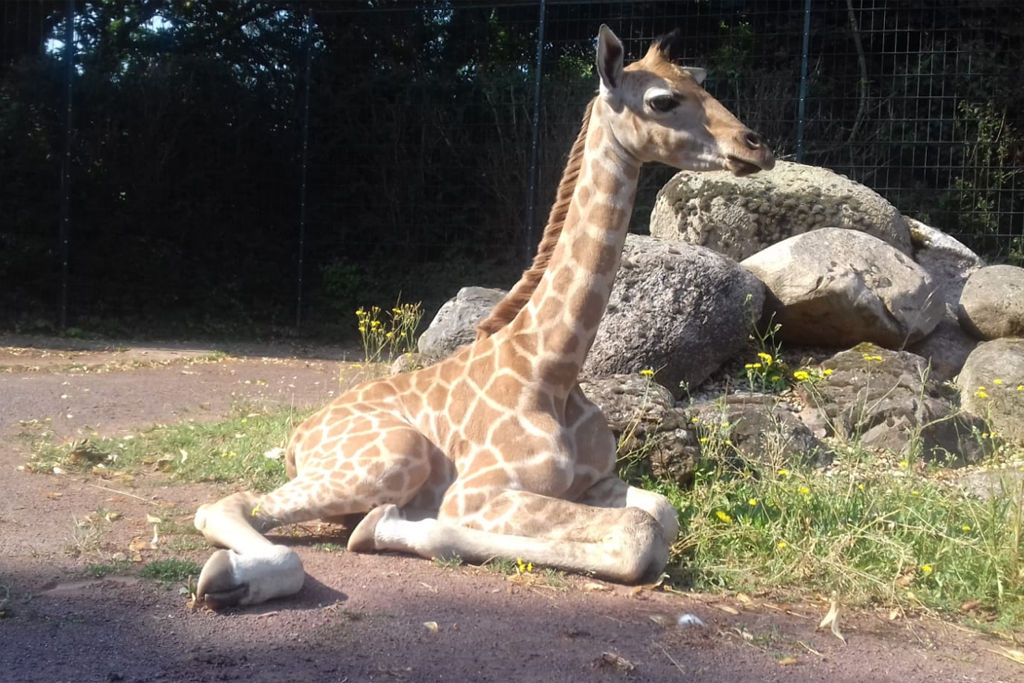 Giraffenkalb auf der Außenanlage / Zoo Magdeburg