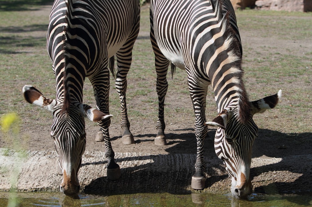 Grevy Zebras erwarten die Ferienkinder / Zoo Magdeburg