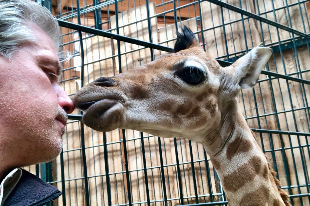 Zoodirektor Dr. Kai Perret mit Giraffenbullen / Zoo Magdeburg