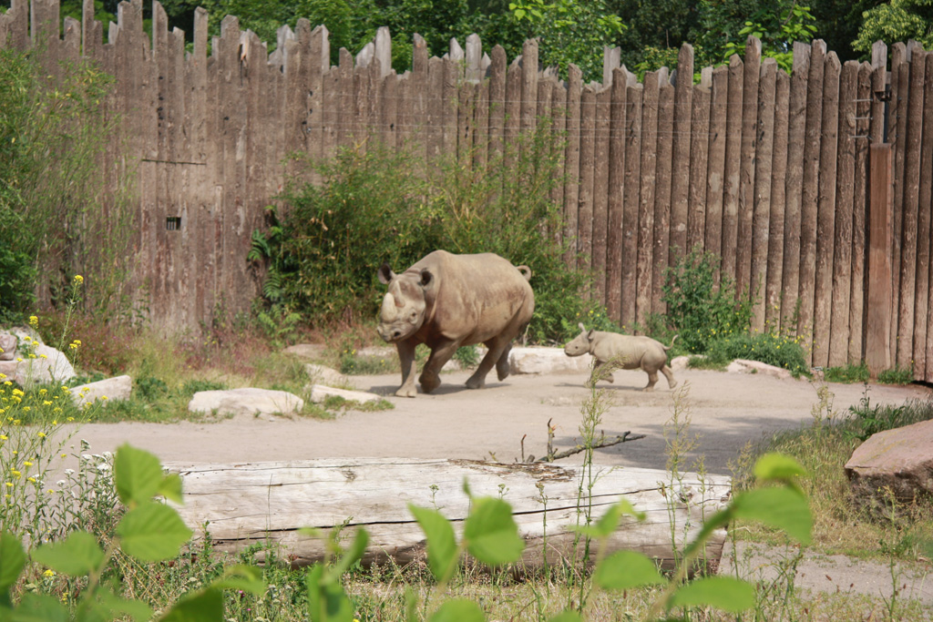 Spitzmaulnashorn-Jungtier auf der Außenanlage unterwegs / Zoo Magdeburg