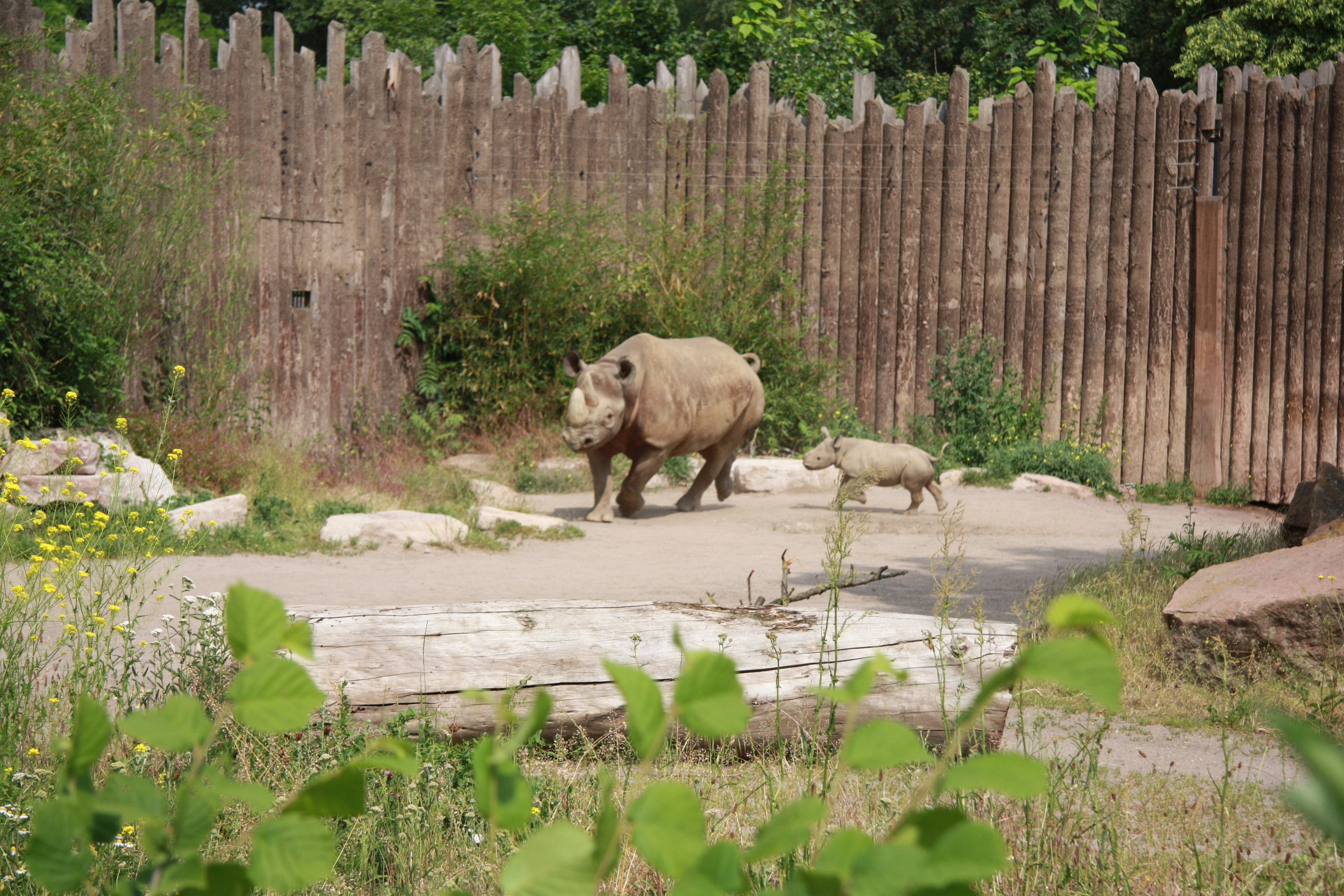 Spitzmaulnashorn Maleika mit Nachwuchs unterwegs ...
