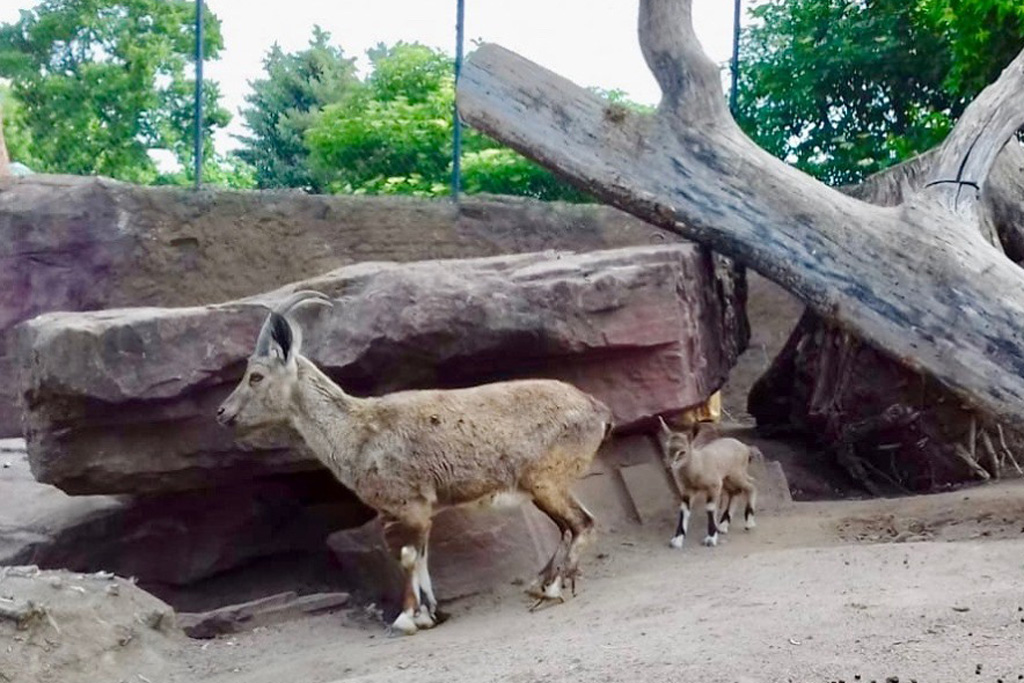 Nachwuchs bei den seltenen Nubischen Steinböcken