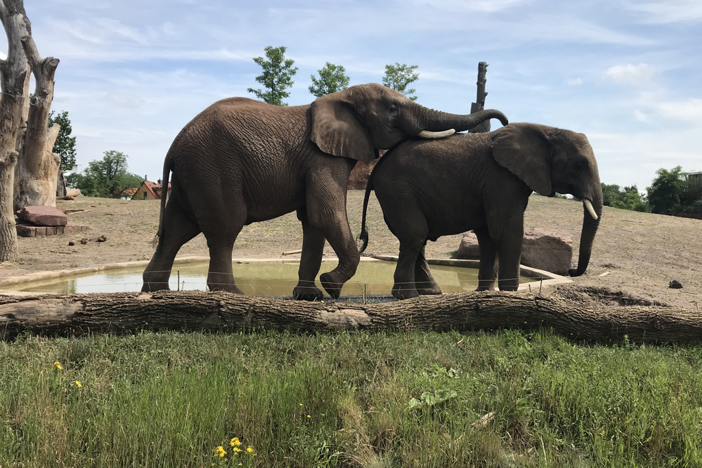 Weltelefantentag am 12.8.2019 im Zoo