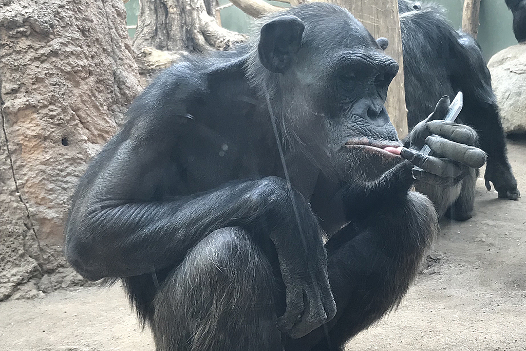 Schimpanse Sambal beim Spiegeltest / Zoo Magdeburg