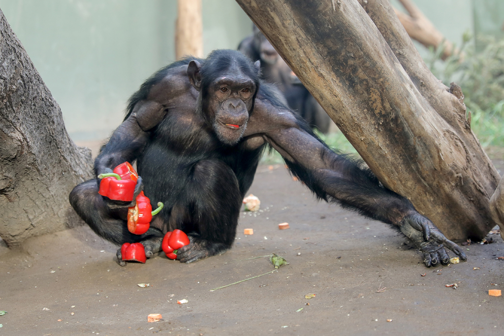 Schimpanse Sambala auf Abwegen