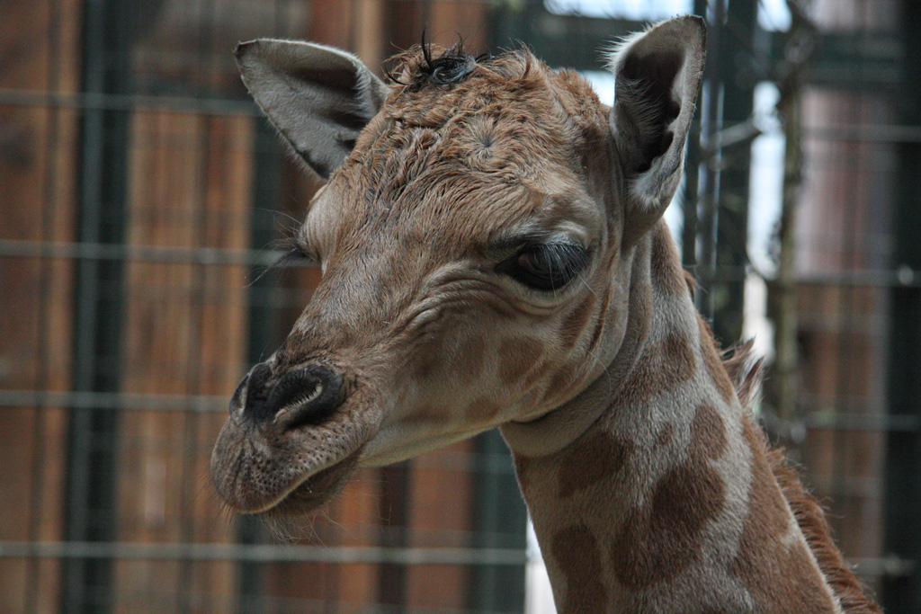 Giraffen-Jungtier Thabo 2012 / Zoo magdeburg