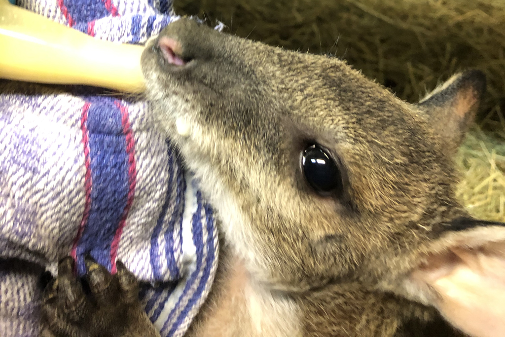 Känguru Ötzi bekommt Flaschenfütterung_Zoo Magdeburg