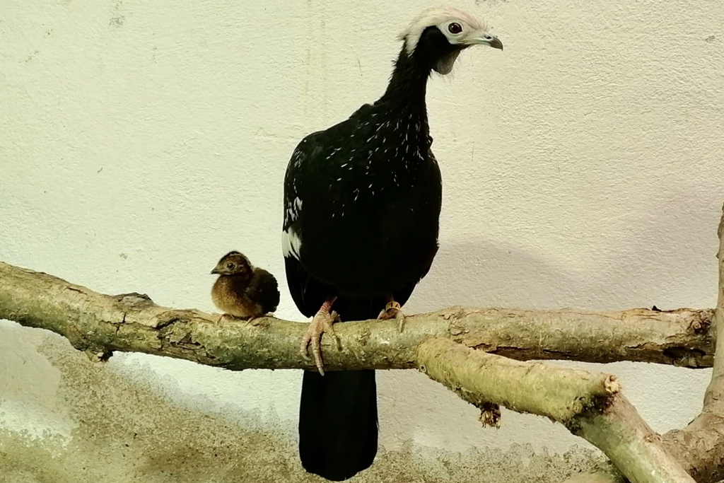 Blaukehlguan-Küken_Zoo Magdeburg