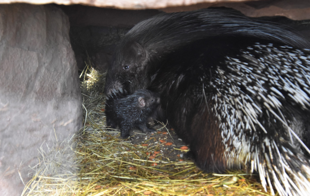 Jungtier Südafrikanisches Stachelschwein / Ina Sporleder