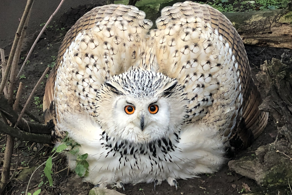 Sibirischer Uhu in Drohhaltung_Zoo MD