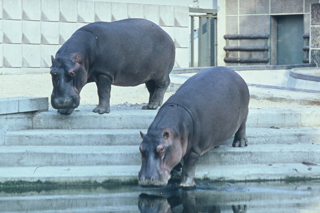 Flusspferde Berolina und Negus_80Jahre_Zoo MD